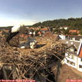 15_50-nest.jpg