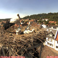 15_55-nest.jpg