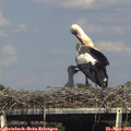 16_10-mast.jpg