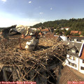16_15-nest.jpg