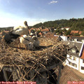 16_20-nest.jpg