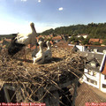 16_25-nest.jpg