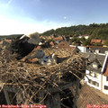 16_45-nest.jpg