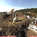 16_50-nest.jpg