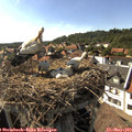16_55-nest.jpg