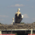 17_00-mast.jpg