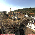 17_00-nest.jpg