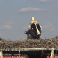 17_05-mast.jpg