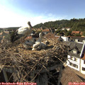 17_10-nest.jpg
