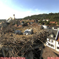 17_15-nest.jpg