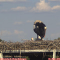 17_20-mast.jpg