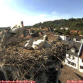 17_20-nest.jpg