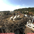 17_25-nest.jpg