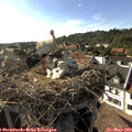 17_30-nest.jpg
