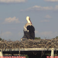 17_35-mast.jpg