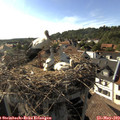 17_35-nest.jpg