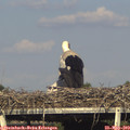 17_40-mast.jpg