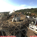 17_40-nest.jpg