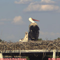 17_45-mast.jpg