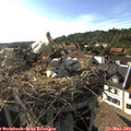 17_45-nest.jpg