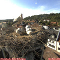 17_50-nest.jpg