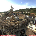 17_55-nest.jpg