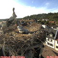 18_00-nest.jpg