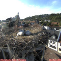 18_05-nest.jpg