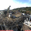18_10-nest.jpg