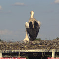 18_15-mast.jpg