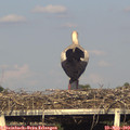 18_20-mast.jpg