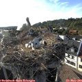 18_20-nest.jpg