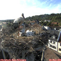 18_25-nest.jpg