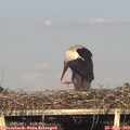 18_30-mast.jpg
