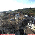 18_30-nest.jpg