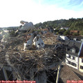 18_35-nest.jpg
