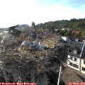 18_40-nest.jpg