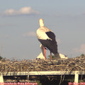 18_45-mast.jpg