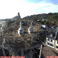 18_45-nest.jpg