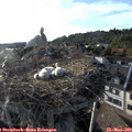 18_50-nest.jpg