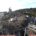 18_55-nest.jpg