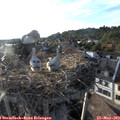 19_00-nest.jpg