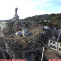 19_05-nest.jpg