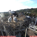 19_10-nest.jpg