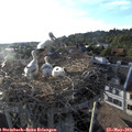 19_15-nest.jpg