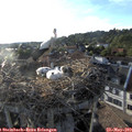 19_20-nest.jpg