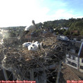 19_25-nest.jpg
