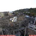 19_30-nest.jpg