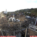 19_35-nest.jpg