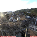 19_40-nest.jpg
